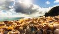 St. BarthÃ¢â¬â¢s Island St. BartÃ¢â¬â¢s Island, Caribbean Close-up photo shells on the Shell Beach in Gustavia, French West Indies,